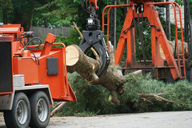 Best Tree Removal Cost  in USA